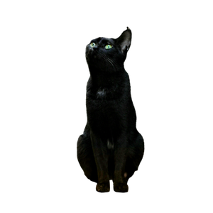 A Black Cat Sits Attentively Next To A Parked Motorcycle Indoors. 15485 - Cat PNG image with transparent background